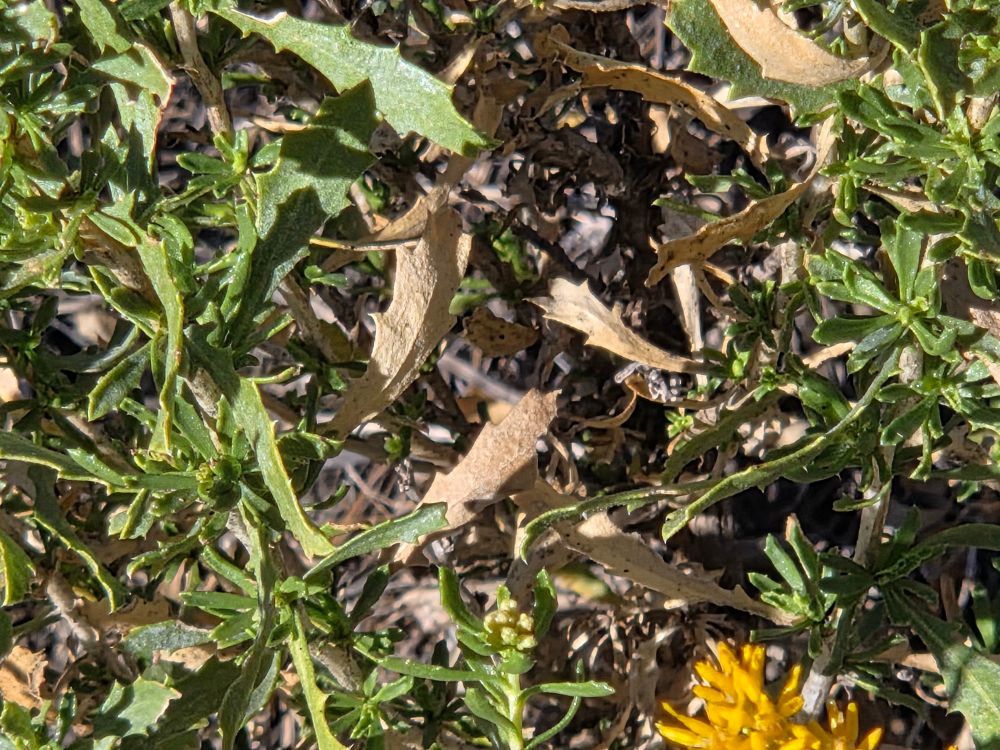 Alkali Goldenbush blooming, Big Morongo Canyon Preserve, Sand to Snow National Monument, November 6, 2025.

More flora and fauna photos:

https://www.inaturalist.org/observations?place_id=any&user_id=dgrimmphd&verifiable=any

#Flower
#Flowers
#Nature
#Goldenbush
#Goldenbushes
#AlkaliGoldenbush
#BigMorongoCanyonPreserve
#SandtoSnowNationalMonument