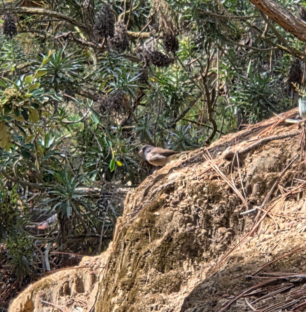 Dark-eyed Junco, The Lodge at Torrey Pines, La Jolla, September 2, 2025. More flora and photos: https://www.inaturalist.org/observations?place_id=any&user_id=dgrimmphd&verifiable=any #Bird #Birds #Nature #Wildlife #BirdsUS #Junco #Juncos #DarkeyedJunco #TheLodgeatTorreyPines #TorreyPines #LaJolla #SanDiego