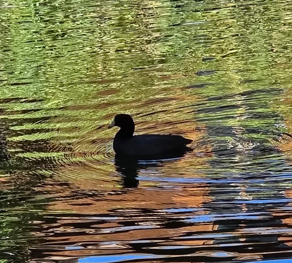 American Coot, Whitewater Canyon Preserve, Whitewater Conservation Area, San Bernardino Mountains, November 2, 2025.

More flora and photos:

https://www.inaturalist.org/observations?place_id=any&user_id=dgrimmphd&verifiable=any

#Bird
#Birds
#Nature
#Wildlife
#BirdsUS
#Coot
#Coots
#AmericanCoot
#WhitewaterPreserve
#WhitewaterConservationArea
