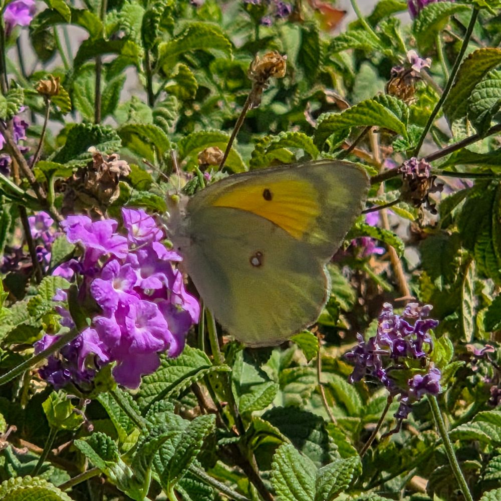 Orange Sulphur, Historic Villa Roma, Palm Springs, July 28, 2025. More flora & fauna photos: https://www.inaturalist.org/observations?place_id=any&user_id=dgrimmphd&verifiable=any #Insect #Insects #Nature #Wildlife #Butterfly #Butterflies #Sulphur #Sulphurs #OrangeSulphur #PalmSprings