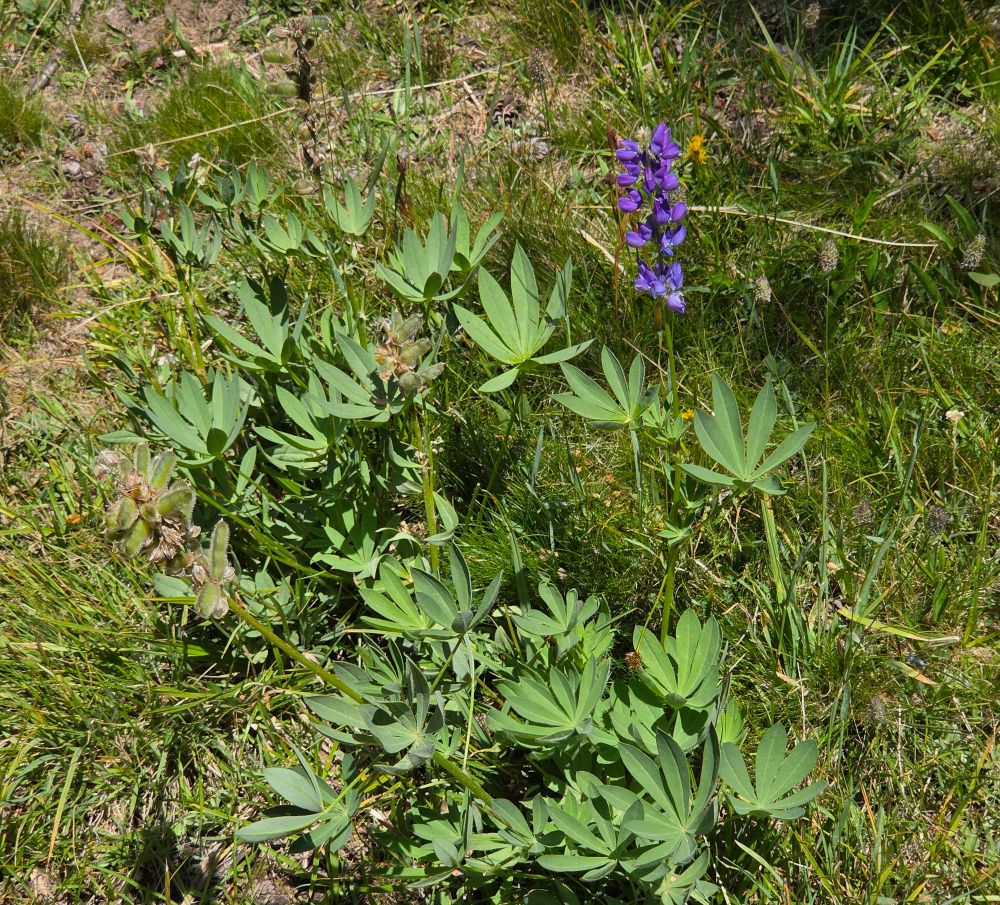 Burke's Lupine budding and blooming, Yosemite National Park, Inyo National Forest, August 9, 2025.

More flora & fauna photos:

https://www.inaturalist.org/observations?place_id=any&user_id=dgrimmphd&verifiable=any

#Flower
#Flowers
#Nature
#Lupine
#Lupines
#BurkesLupine
#YosemiteNationalPark
#InyoNationalForest
