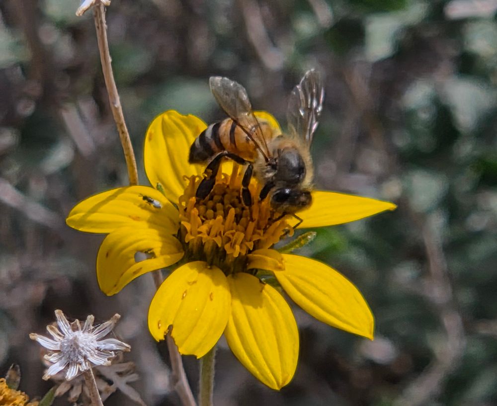 Western Honey Bee pollinating a Parish's Goldeneye, Big Morongo Canyon Preserve, November 11, 2025.

More flora and fauna photos:

https://www.inaturalist.org/observations?place_id=any&user_id=dgrimmphd&verifiable=any

#Insect
#Insects
#Nature
#Wildlife
#Bee
#Bees
#WesternHoneyBee
#BigMorongoCanyonPreserve
#SandtoSnowNationalMonument