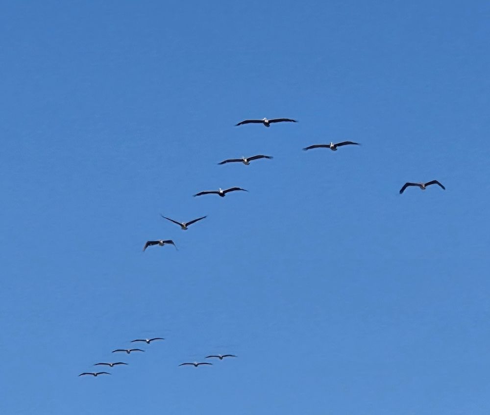 Brown Pelicans in array, Cabrillo National Monument, Point Loma, San Diego, August 31, 2025. More flora and photos: https://www.inaturalist.org/observations?place_id=any&user_id=dgrimmphd&verifiable=any #Bird #Birds #Nature #Wildlife #BirdsUS #Pelican #Pelicans #BrownPelican #CabrilloNationalMonument #PointLoma #SanDiego