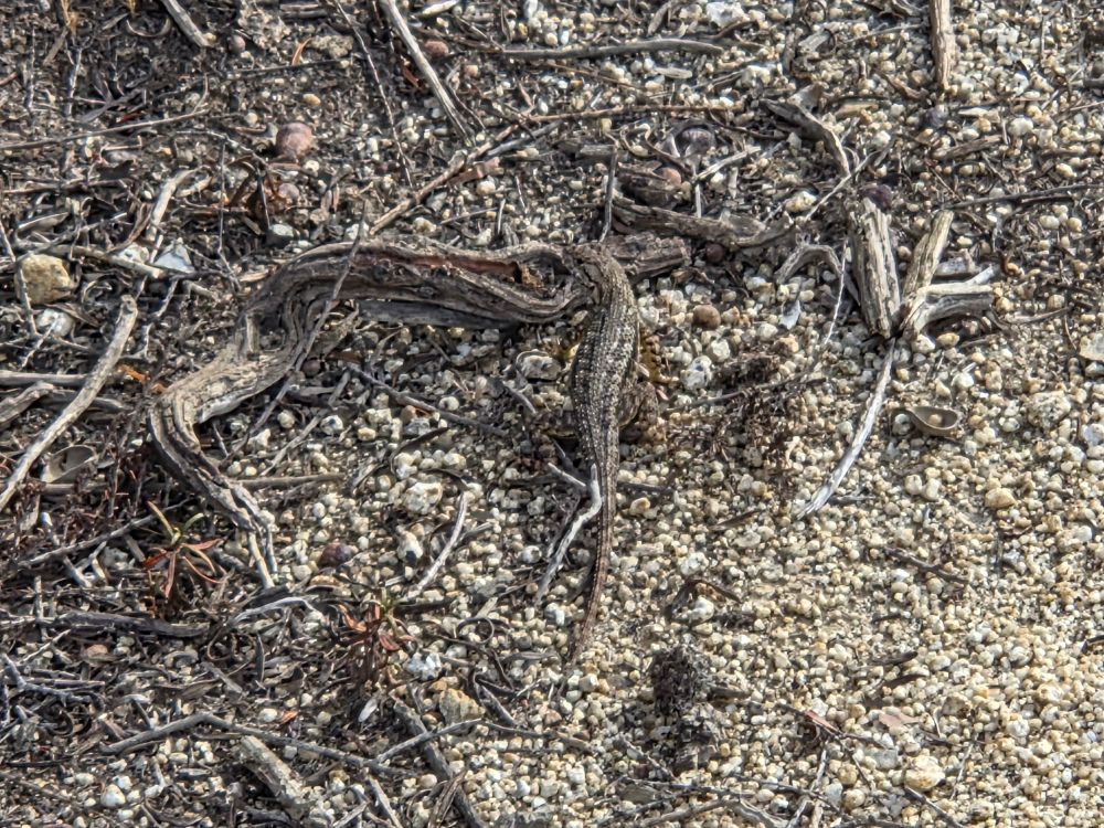 Western Fence Lizard, Torrey Preserve, Torrey Pines State Beach, Torrey Pines, La Jolla, August 28, 2025. More flora and fauna photos: https://www.inaturalist.org/observations?place_id=any&user_id=dgrimmphd&verifiable=any #Reptile #Reptiles #Nature #Wildlife #Lizard #Lizards #WesternFenceLizard #TorreyPreserve #TorreyPinesStateBeach #TorreyPines