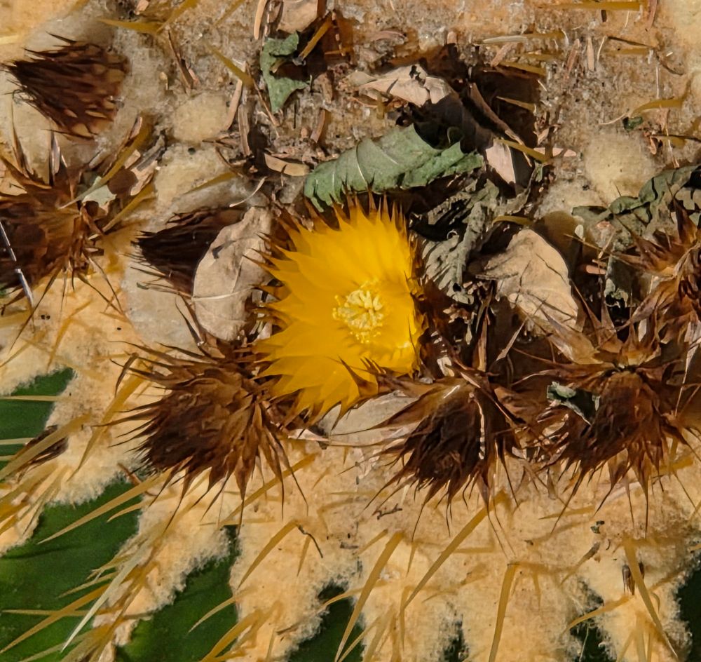 Golden Barrel Cactus blooming, Historic Indian Canyons Neighborhood, Palm Springs, November 5, 2025.

More flora and fauna photos:

https://www.inaturalist.org/observations?place_id=any&user_id=dgrimmphd&verifiable=any

#Flower
#Flowers
#Nature
#Cactus
#Cacti
#GoldenBarrelCactus
#PalmSprings