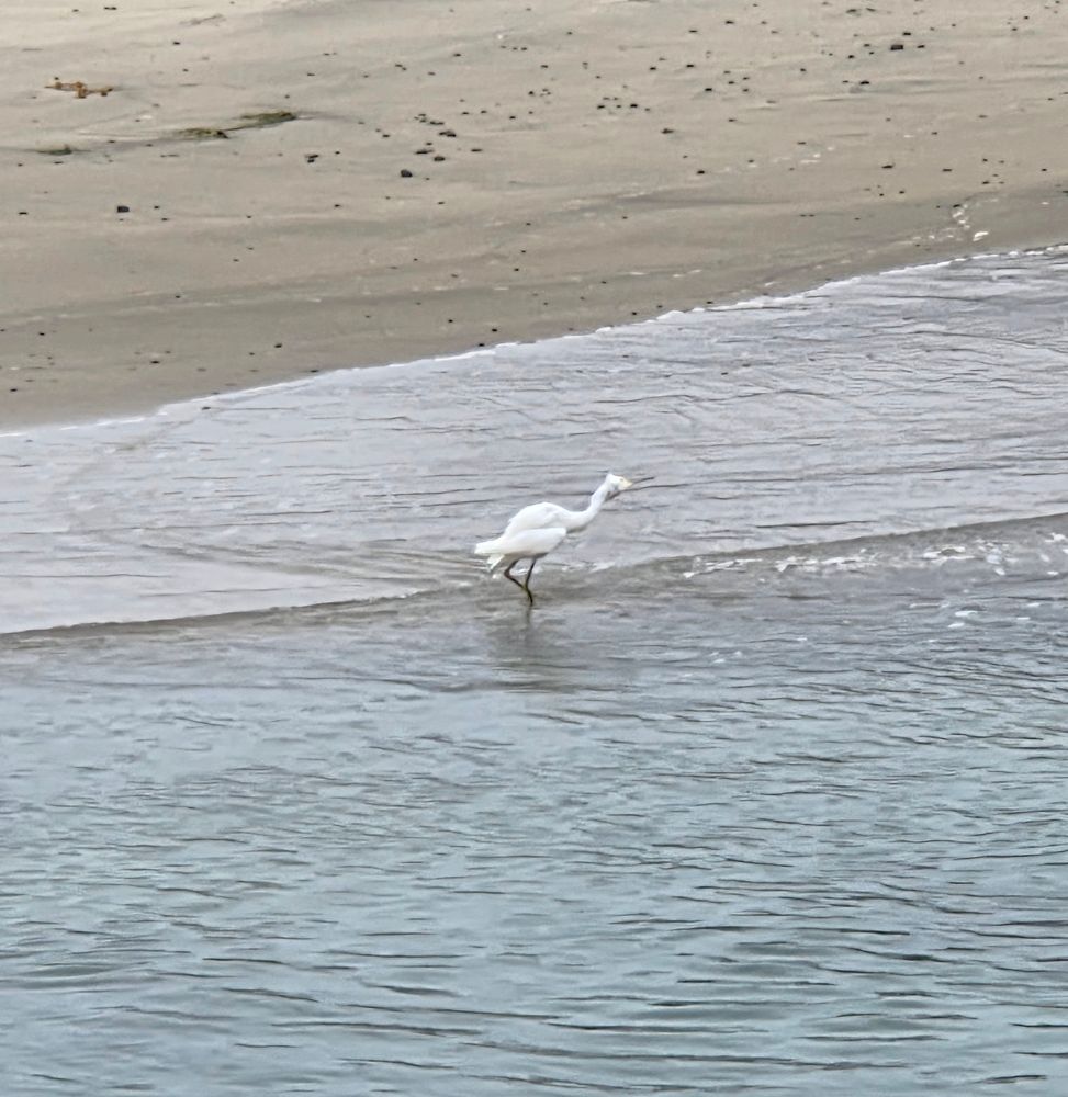 Snowy Egret, Torrey Preserve, Torrey Pines State Beach, August 28, 2025. More flora and photos: https://www.inaturalist.org/observations?place_id=any&user_id=dgrimmphd&verifiable=any #Bird #Birds #Nature #Wildlife #BirdsUS #Egret #Egrets #SnowyEgret #TorreyPreserve #TorreyPinesStateBeach #TorreyPines #LaJolla