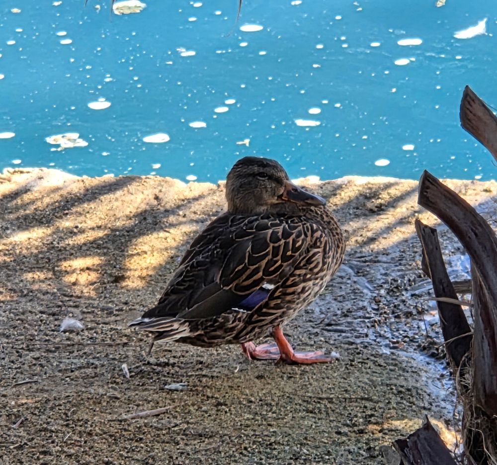 Adult female Mallard, Palm Desert Civic Center Park, Palm Desert, September 19, 2025.

More flora and photos:

https://www.inaturalist.org/observations?place_id=any&user_id=dgrimmphd&verifiable=any

#Bird
#Birds
#Nature
#Wildlife
#BirdsUS
#Mallard
#Mallards
#PalmDesert