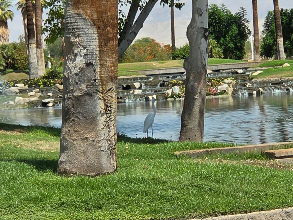 Great Egret, JW Marriott Desert Springs Resort and Spa, Palm Desert, August 22, 2025. More flora and photos: https://www.inaturalist.org/observations?place_id=any&user_id=dgrimmphd&verifiable=any #Bird #Birds #Nature #Wildlife #BirdsUS #Egret #Egrets #GreatEgret #PalmDesert