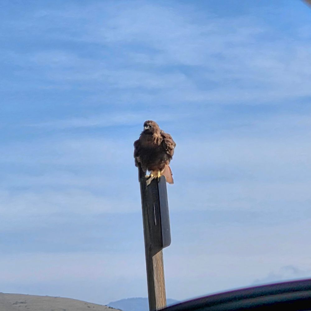 Red-tailed Hawk, Ragged Point, Hearst San Simeon State Park, November 30, 2025.

More flora and photos:

https://www.inaturalist.org/observations?place_id=any&user_id=dgrimmphd&verifiable=any

#Bird
#Birds
#Nature
#Wildlife
#BirdsUS
#Hawk
#Hawks
#RedtailedHawk
#RaggedPoint
#HearstSanSimeonStatePark