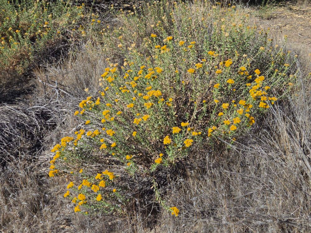 Alkali Goldenbush blooming, Big Morongo Canyon Preserve, Sand to Snow National Monument, November 6, 2025.

More flora and fauna photos:

https://www.inaturalist.org/observations?place_id=any&user_id=dgrimmphd&verifiable=any

#Flower
#Flowers
#Nature
#Goldenbush
#Goldenbushes
#AlkaliGoldenbush
#BigMorongoCanyonPreserve
#SandtoSnowNationalMonument