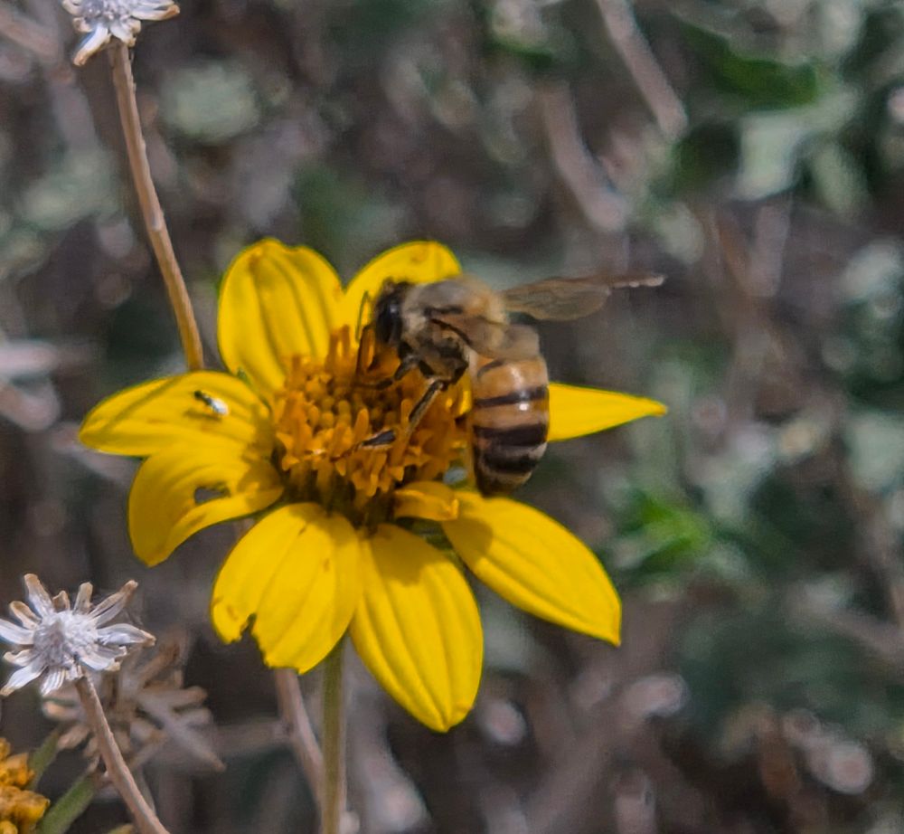 Western Honey Bee pollinating a Parish's Goldeneye, Big Morongo Canyon Preserve, November 11, 2025.

More flora and fauna photos:

https://www.inaturalist.org/observations?place_id=any&user_id=dgrimmphd&verifiable=any

#Insect
#Insects
#Nature
#Wildlife
#Bee
#Bees
#WesternHoneyBee
#BigMorongoCanyonPreserve
#SandtoSnowNationalMonument