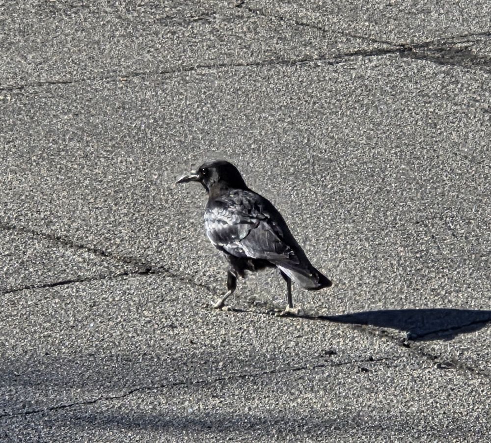 American Crow, Historic Villa Roma, Palm Springs, November 10, 2025.

More flora and photos:

https://www.inaturalist.org/observations?place_id=any&user_id=dgrimmphd&verifiable=any

#Bird
#Birds
#Nature
#Wildlife
#BirdsUS
#Crow
#Crows
#AmericanCrow
#PalmSprings