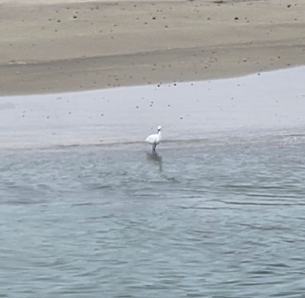 Snowy Egret, Torrey Preserve, Torrey Pines State Beach, Torrey Pines, San Diego, August 28, 2025. More flora and photos: https://www.inaturalist.org/observations?place_id=any&user_id=dgrimmphd&verifiable=any #Bird #Birds #Nature #Wildlife #BirdsUS #Egret #Egrets #SnowyEgret #TorreyPreserve #TorreyPinesStateBeach #LaJolla #SanDiego