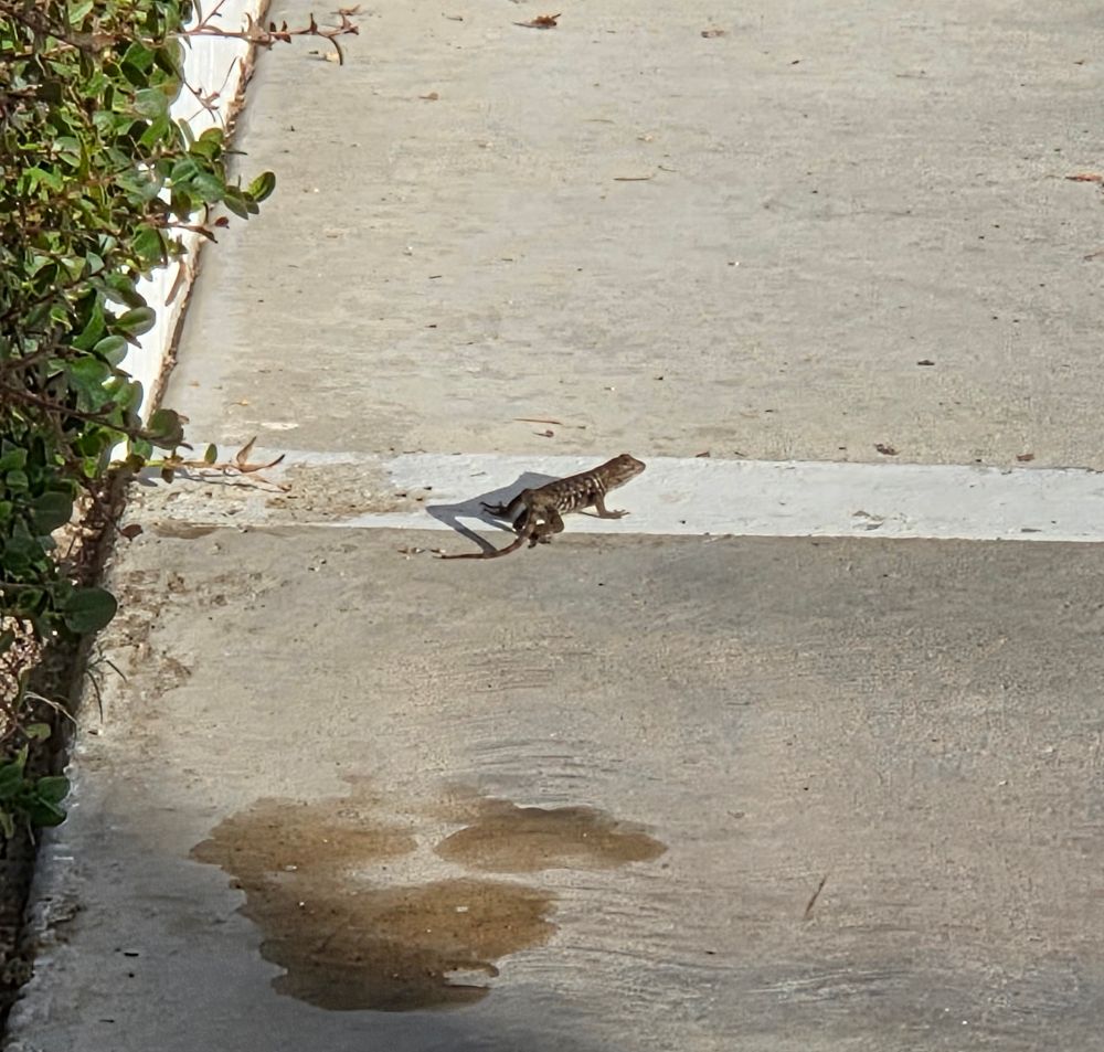 Desert Spiny Lizard, Historic Villa Roma, Palm Springs, November 12, 2025.

More flora and fauna photos:

https://www.inaturalist.org/observations?place_id=any&user_id=dgrimmphd&verifiable=any

#Reptile
#Nature
#Wildlife
#Lizard
#Lizards
#DesertSpinyLizard
#PalmSprings