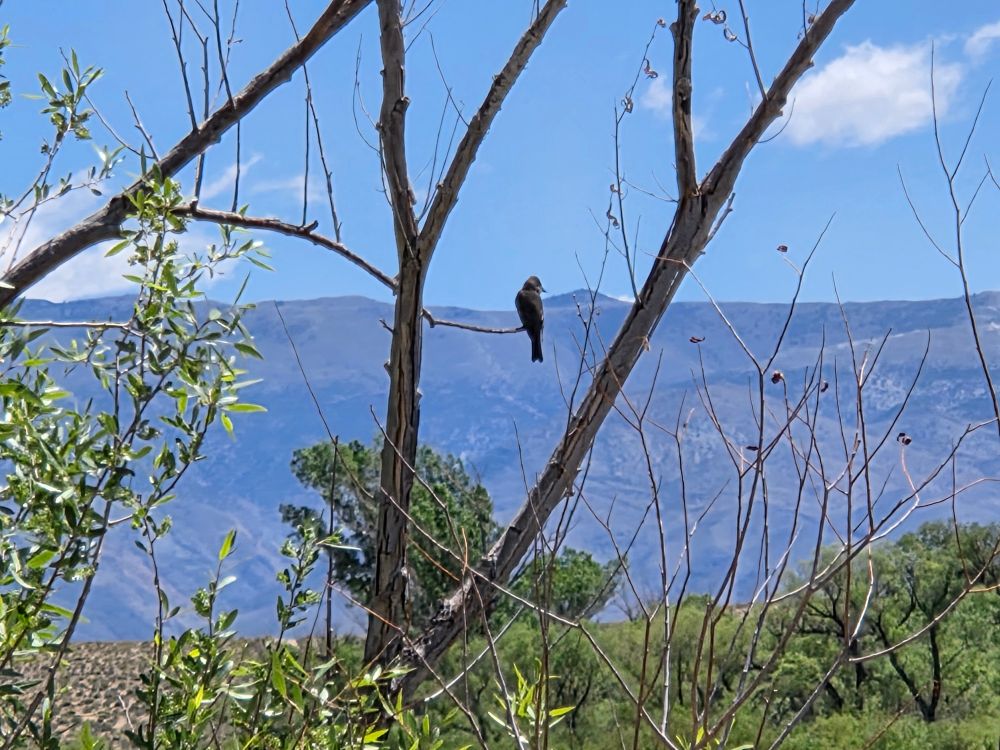 Western Wood-Pewee surveying its domain, Owens Valley, May 14, 2025.

More flora and fauna photos:

https://www.inaturalist.org/observations?place_id=any&user_id=dgrimmphd&verifiable=any

#Bird
#Birds
#Nature
#Wildlife
#Birdsus
#Pewee
#Pewees
#WesternWoodPewee
#Owens lValley
#EasternSierraNevadaMountains