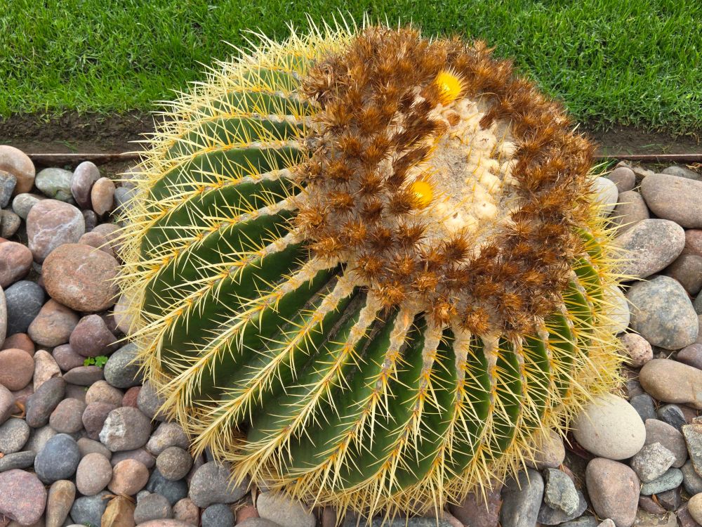 Golden Barrel Cactus blooming, Palm Springs, Coachella Valley, November 14, 2025.

More flora and fauna photos:

https://www.inaturalist.org/observations?place_id=any&user_id=dgrimmphd&verifiable=any

#Flower
#Flowers
#Nature
#Cactus
#GoldenBarrelCactus
#PalmSprings
#CoachellaValley