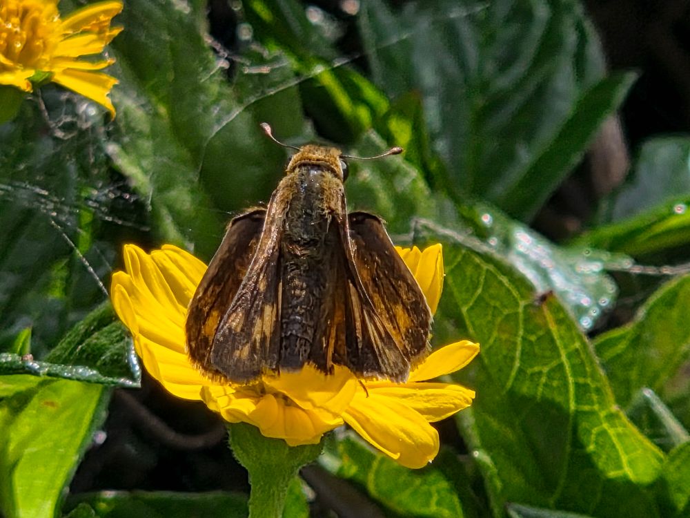 Fiery Skipper pollinating, The Lodge at Torrey Pines, Torrey Pines, La Jolla, San Diego, September 1, 2025. More flora & fauna photos: https://www.inaturalist.org/observations?place_id=any&user_id=dgrimmphd&verifiable=any #Insect #Insects #Nature #Wildlife #Butterfly #Butterflies #FierySkipper #TheLodgeatTorreyPines #TorreyPines #SanDiego