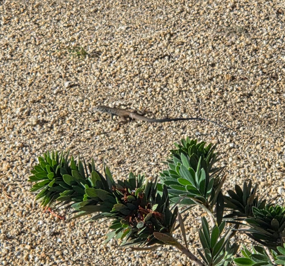 Western Whiptail, Historic Villa Roma, Palm Springs, November 9, 2025.

More flora and fauna photos:

https://www.inaturalist.org/observations?place_id=any&user_id=dgrimmphd&verifiable=any

#Reptile
#Reptiles
#Nature
#Wildlife
#Lizard
#Lizards
#WesternWhiptail
#PalmSprings