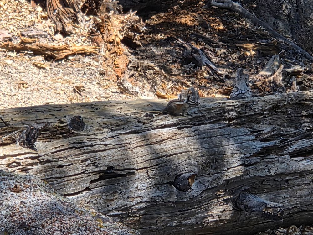 Lodgepole or Merriam's Chipmunk, Cabin Trail San Bernardino National Forest, August 7, 2025.

More flora and fauna photos:

https://www.inaturalist.org/observations?place_id=any&user_id=dgrimmphd&verifiable=any

#Mammal
#Mammals
#Nature
#Wildlife
#Chipmunk
#Chipmunks
#WesternChipmunk
#CabinTrail
#SanBernardinoNationalForest
#SanBernardinoMountains