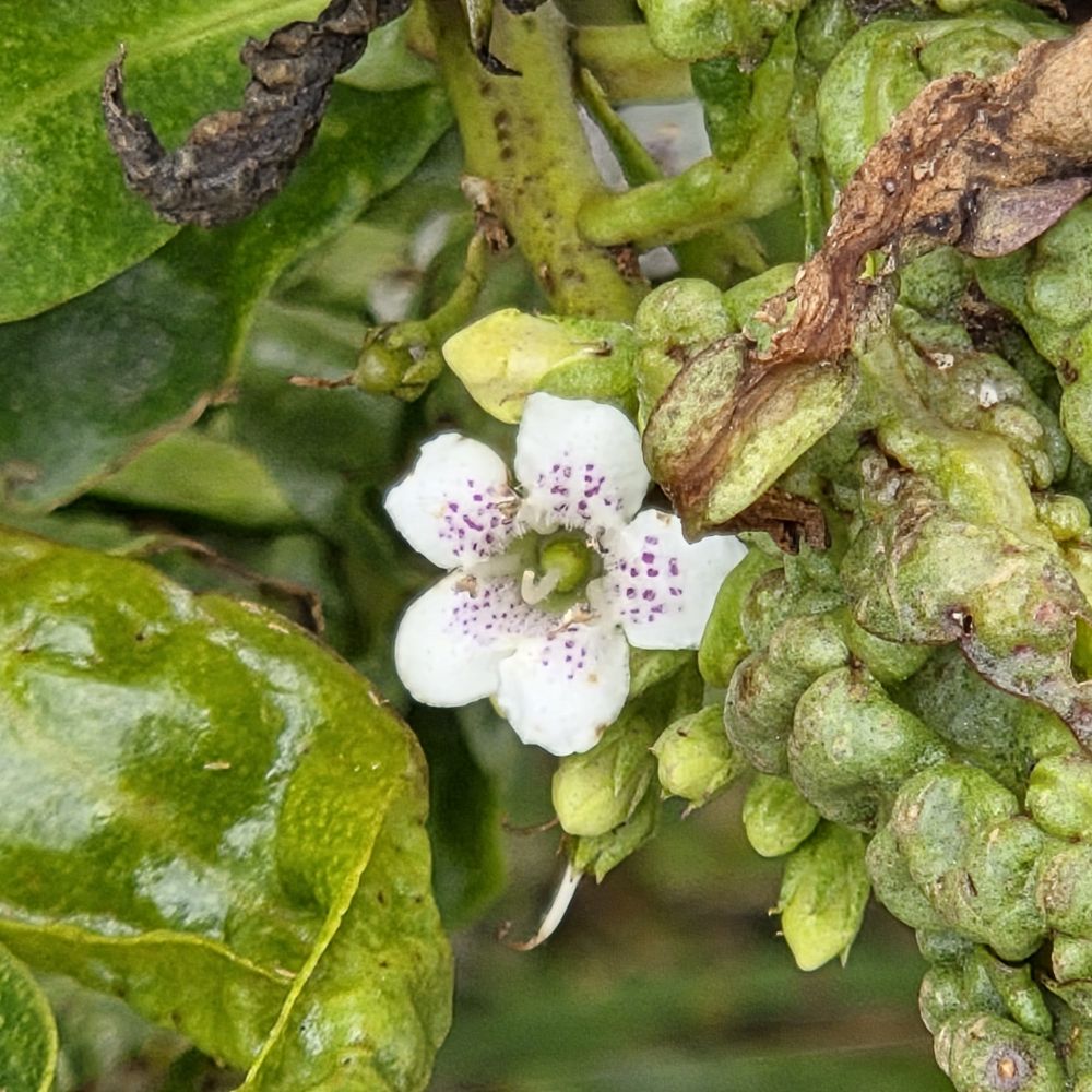 Ngiao budding and blooming, Moonstone Beach Boardwalk, Hearst San Simeon State Park, Cambria, May 6, 2025.

More flora and fauna photos:

https://www.inaturalist.org/observations?place_id=any&user_id=dgrimmphd&verifiable=any

#Flower
#Flowers
#Nature
#Ngiao
#MoonstoneBeachBoardwalk
#HearstSanSimeonStatePark
