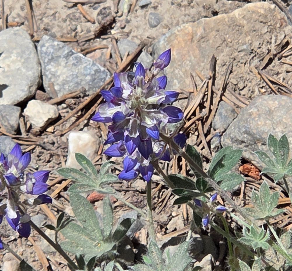Dwarf Lupines blooming, Saddlebag Lake, Yosemite National Park, Inyo National Forest, August 12, 2025

More flora & fauna photos

https://www.inaturalist.org/observations?place_id=any&user_id=dgrimmphd&verifiable=any

#Flower
#Nature
#Lupine
#Lupines
#DwarfLupine
#SaddlebagLake
#InyoNationalForest
#YosemiteNationalPark