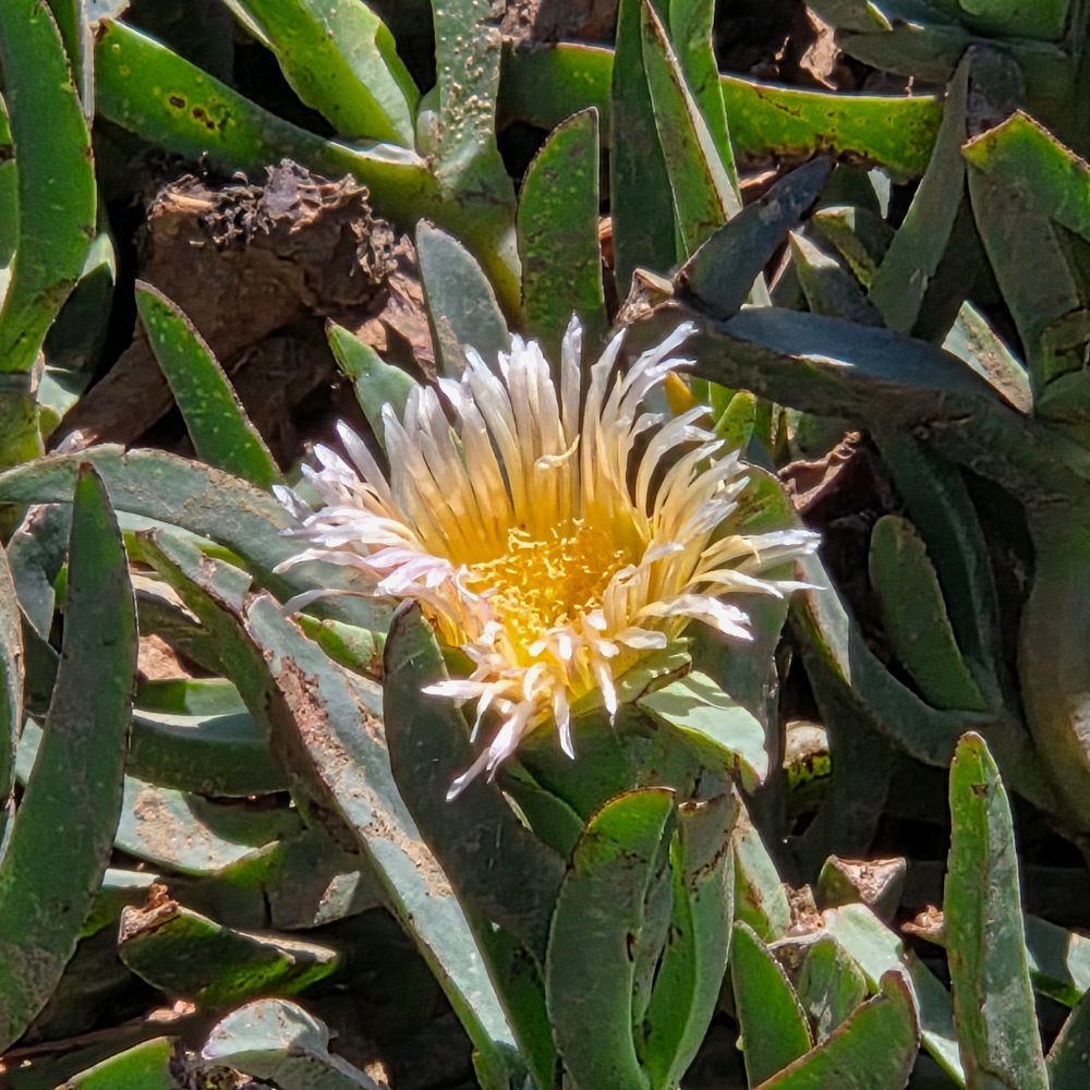 Sea Fig blooming, Sunset Cliffs Coastal Trail, Sunset Cliffs, San Diego, August 29, 2025. More flora and fauna photos: https://www.inaturalist.org/observations?place_id=any&user_id=dgrimmphd&verifiable=any #Flower #Flowers #Nature #SeaFig #SeaFigs #ChileanSeaFig #SunsetCliffsCoastalTrail #SunsetCliffs #OceanBeach #SanDiego
