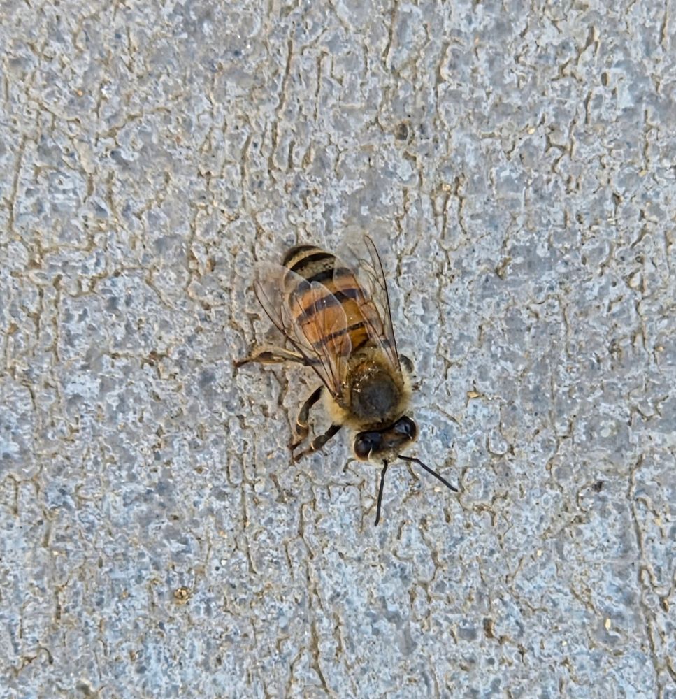 Western Honey Bee pollinating, Big Morongo Canyon Preserve, November 8, 2025.

More flora and fauna photos:

https://www.inaturalist.org/observations?place_id=any&user_id=dgrimmphd&verifiable=any

#Insect
#Insects
#Nature
#Wildlife
#Butterfly
#Butterflies
#Bee
#Bees
#WesternHoneyBee
#BigMorongoCanyonPreserve
#SandtoSnowNationalMonument