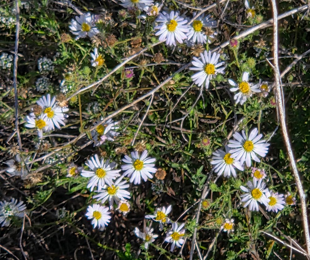 California Asters blooming, Marina Peninsula Trail, Morro Bay State Park, Morro Bay, December 1, 2025.

More flora and fauna photos:

https://www.inaturalist.org/observations?place_id=any&user_id=dgrimmphd&verifiable=any

#Flower
#Flowers
#Nature
#Aster
#Asters
#CaliforniaAster
#MarinaPeninsulaTrail
#MorroBayStatePark