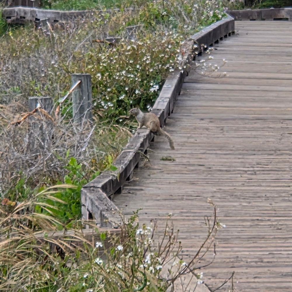 California Ground Squirrels, Moonstone Beach Boardwalk, Hearst San Simeon State Park, May 6, 2025 

More flora and fauna photos:

https://www.inaturalist.org/observations?place_id=any&user_id=dgrimmphd&verifiable=any

#Mammal
#Mammals
#Nature
#Wildlife
#Squirrel
#Squirrels
#CaliforniaGroundSquirrel
#MoonstoneBeachBoardwalk
#HearstSanSimeonStatePark