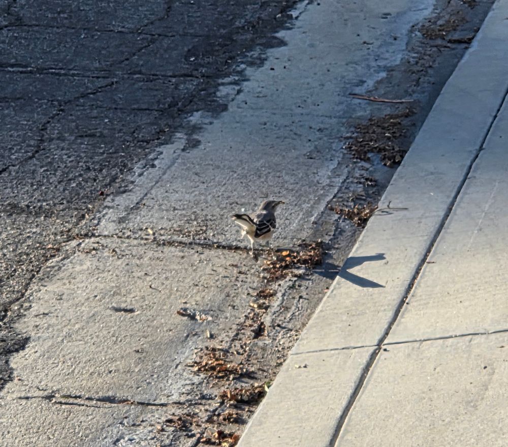 Northern Mockingbird, Historic Indian Canyons Neighborhood, Palm Springs, October 13, 2025.

More flora and photos:

https://www.inaturalist.org/observations?place_id=any&user_id=dgrimmphd&verifiable=any

#Bird
#Birds
#Nature
#Wildlife
#BirdsUS
#Mockingbird
#Mockingbirds
#NorthernMockingbird
#PalmSprings
#CoachellaValley