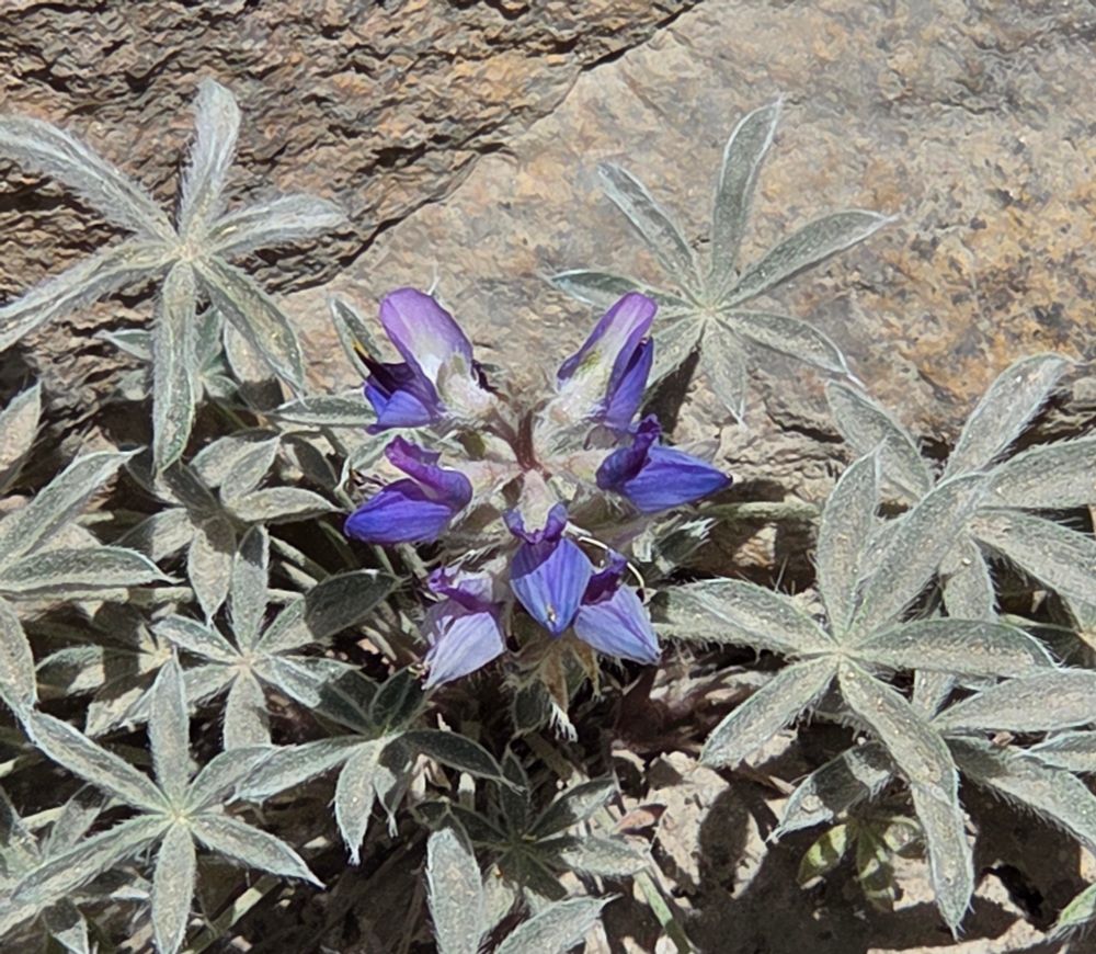Dwarf Lupines blooming, Saddlebag Lake, Yosemite National Park, Inyo National Forest, August 12, 2025

More flora & fauna photos

https://www.inaturalist.org/observations?place_id=any&user_id=dgrimmphd&verifiable=any

#Flower
#Nature
#Lupine
#Lupines
#DwarfLupine
#SaddlebagLake
#InyoNationalForest
#YosemiteNationalPark