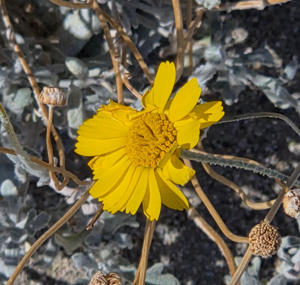 Desert Marigold blooming, Desert Hot Springs, October 17, 2025.

More flora and fauna photos:

https://www.inaturalist.org/observations?place_id=any&user_id=dgrimmphd&verifiable=any

#Flower
#Flowers
#Nature
#Marigold
#Marigolds
#DesertMarigold