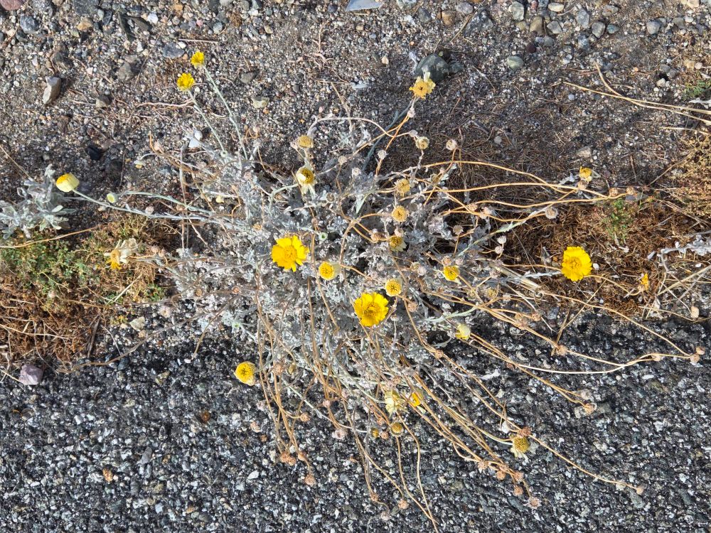 Desert Marigolds budding and blooming, Palm Springs, Coachella Valley, November 11, 2025.

More flora and fauna photos:

https://www.inaturalist.org/observations?place_id=any&user_id=dgrimmphd&verifiable=any

#Flower
#Flowers
#Nature
#Marigold
#Marigolds
#DesertMarigold
#PalmSprings
#CoachellaValley