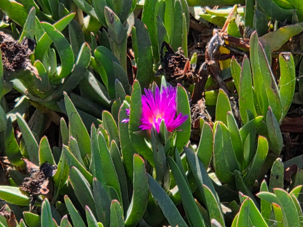 Chilean Sea Fig blooming, Sunset Cliffs Coastal Trail, Sunset Cliffs, San Diego, August 29, 2025. More flora and fauna photos: https://www.inaturalist.org/observations?place_id=any&user_id=dgrimmphd&verifiable=any #Flower #Flowers #Nature #SeaFig #SeaFigs #ChileanSeaFig #SunsetCliffsCoastalTrail #SunsetCliffs #OceanBeach #SanDiego
