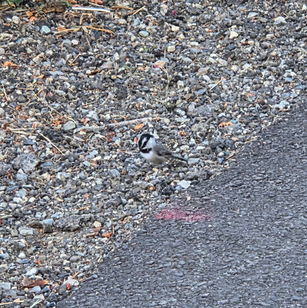 Mountain Chickadee, Mammoth, Mammoth Lakes, Inyo National Forest, August 8, 2025.

More flora and photos:

https://www.inaturalist.org/observations?place_id=any&user_id=dgrimmphd&verifiable=any

#Bird
#Birds
#Nature
#Wildlife
#BirdsUS
#Chickadee
#Chickadees
#MountainChickadee
#MammothCreek
#MammothLakes
#InyoNationalForest