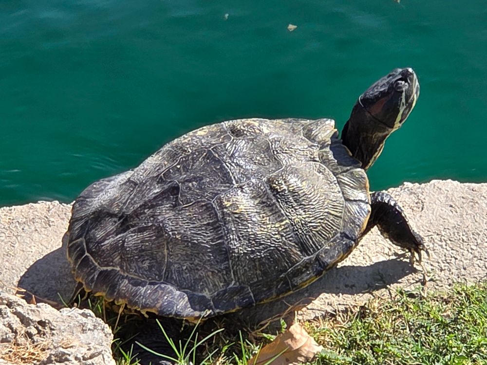 Pond Slider, Palm Desert  Civic  Center  Park, Palm Desert, September 25, 2025.

More flora and fauna photos:

https://www.inaturalist.org/observations?place_id=any&user_id=dgrimmphd&verifiable=any

#Reptile
#Reptiles
#Nature
#Wildlife
#Slider
#Sliders
#PondSlider
#RedearedSlider
#PalmDesertCivicCenterPark
#PalmDesert