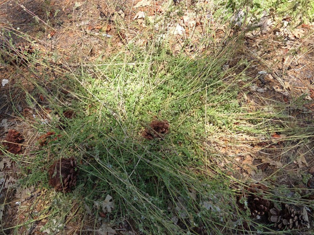 Rydberg's Horkelias budding and blooming, Aspen Glen Picnic Area, San Bernardino National Forest, August 7, 2025.

More flora & fauna photos:

https://www.inaturalist.org/observations?place_id=any&user_id=dgrimmphd&verifiable=any

#Flower
#Flowers
#Nature
#Horkelia
#Horkelias
#RydbergsHorkelia
#AspenGlenPicnicArea
#SanBernardinoNationalForest