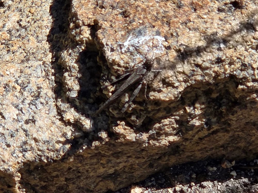 Crackling Forest Grasshopper, Rock Creek, Inyo National Forest, August 8, 2025.

More flora and fauna photos:

https://www.inaturalist.org/observations?place_id=any&user_id=dgrimmphd&verifiable=any

#Insect
#Insects
#Nature
#Wildlife
#Grasshopper
#Grasshoppers
#CracklingForestGrasshopper
#InyoNationalForest