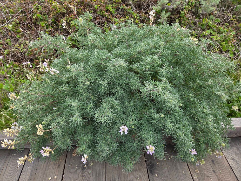 Coastal Bush Lupine budding and blooming, Moonstone Beach Boardwalk, Hearst San Simeon State Park, Cambria, May 6, 2025.

More flora and fauna photos:

https://www.inaturalist.org/observations?place_id=any&user_id=dgrimmphd&verifiable=any

#Flower
#Flowers
#Lupine
#Lupines
#CoastalBushLupine
#MoonstoneBeachBoardwalk
#HearstSanSimeonStatePark