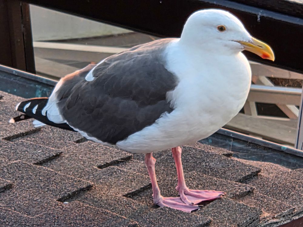 Western Gull, Morro Bay State Marine Recreational Management Area, November 30, 2025.

More flora and photos:

https://www.inaturalist.org/observations?place_id=any&user_id=dgrimmphd&verifiable=any

#Bird
#Birds
#Nature
#Wildlife
#BirdsUS
#Gull
#Gulls
#WesternGull
#MorroBayStateMarineRecreationalManagementArea
#MorroBayStateMarineReserve