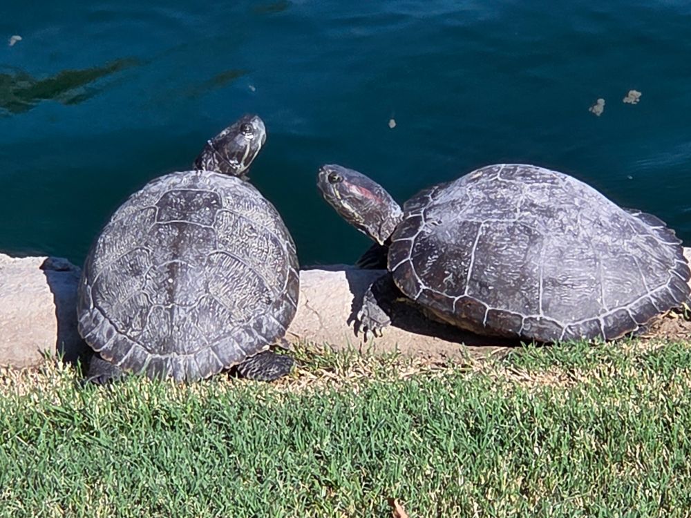 Red-eared Slider, Palm Desert  Civic  Center  Park, Palm Desert, September 25, 2025.

More flora and fauna photos:

https://www.inaturalist.org/observations?place_id=any&user_id=dgrimmphd&verifiable=any

#Reptile
#Reptiles
#Nature
#Wildlife
#Slider
#Sliders
#PondSlider
#RedearedSlider
#PalmDesertCivicCenterPark
#PalmDesert
