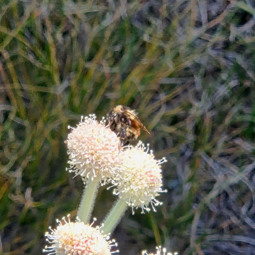 Forest Bumble Bee pollinating a Rangers Buttons, Yosemite National Park, Inyo National Forest, August 9, 2025.

More flora and fauna photos:

https://www.inaturalist.org/observations?place_id=any&user_id=dgrimmphd&verifiable=any

#Insect
#Insects
#Nature
#Wildlife
#Bee
#Bees
#ForestBumbleBee
#InyoNationalForest
#YosemiteNationalPark
