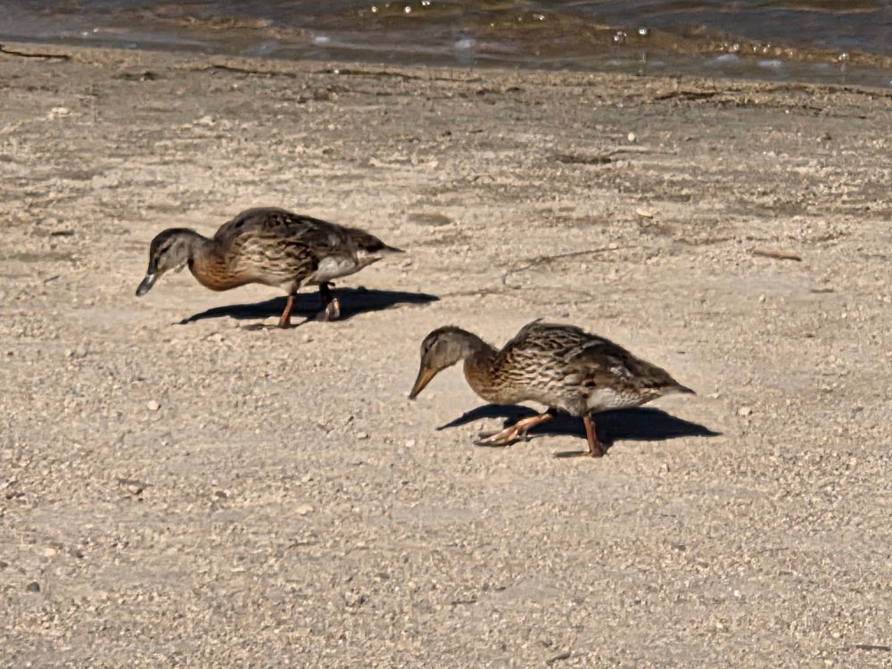Mama Mallard and her baby ducklings scavenging, Boulder Bay, San Bernardino National Forest, August 4, 2025.

More flora and photos:

https://www.inaturalist.org/observations?place_id=any&user_id=dgrimmphd&verifiable=any

#Bird
#Birds
#Nature
#Wildlife
#BirdsUS
#Mallard
#Mallards
#BigBearLake
#SanBernardinoNationalForest
#SanBernardinoMountains