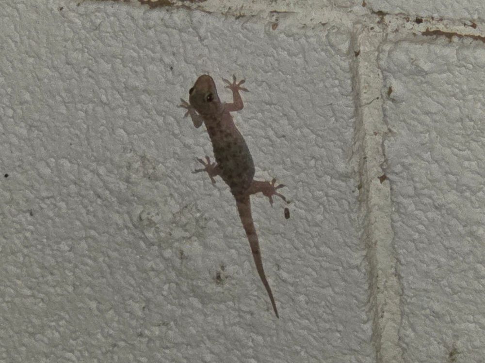 Mediterranean Gecko, Historic Villa Roma, Palm Springs, July 17, 2025. More flora and fauna photos: https://www.inaturalist.org/observations?place_id=any&user_id=dgrimmphd&verifiable=any #Reptile #Reptiles #Nature #Wildlife #Lizard #Lizards #Gecko #Geckos #MediterraneanGecko #PalmSprings