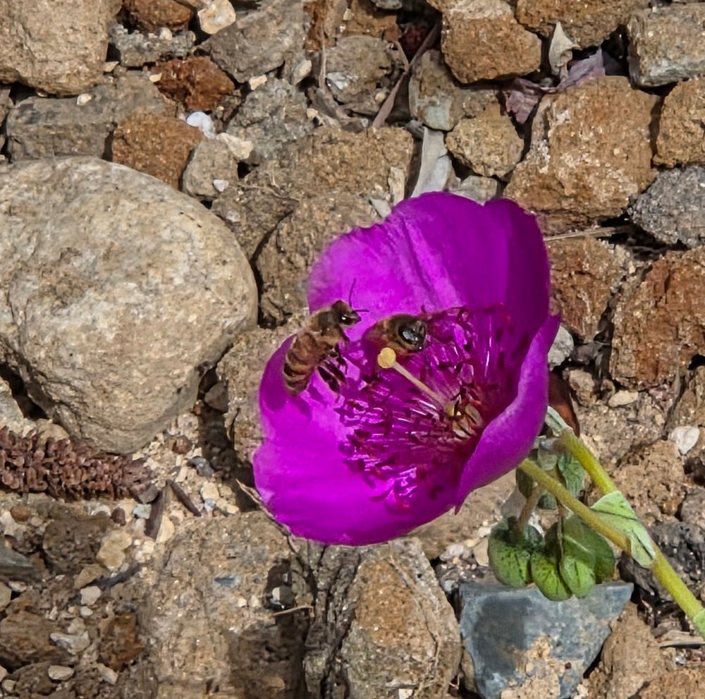 Western Honey Bee pollinating, The Lodge at Torrey Pines, Torrey Pines, September 1, 2025. More flora and fauna photos: https://www.inaturalist.org/observations?place_id=any&user_id=dgrimmphd&verifiable=any #Insect #Insects #Nature #Wildlife #Bee #Bees #WesternHoneyBee #TheLodgeatTorreyPines #TorreyPines #LaJolla #SanDiego