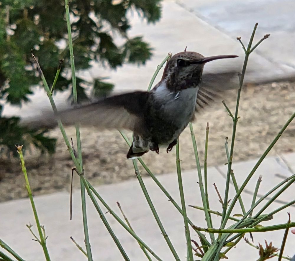 Male Costa's Hummingbird at the feeder, Historic Villa Roma, Palm Springs, August 28, 2025. More flora and photos: https://www.inaturalist.org/observations?place_id=any&user_id=dgrimmphd&verifiable=any #Bird #Birds #Nature #Wildlife #BirdsUS #Hummingbird #Hummingbirds #CostasHummingbird #PalmSprings