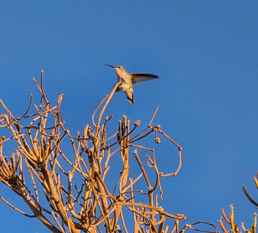 Costa's Hummingbird in the early morning light, Palm Springs, October 3, 2025.

More flora and photos:

https://www.inaturalist.org/observations?place_id=any&user_id=dgrimmphd&verifiable=any

#Bird
#Birds
#Nature
#Wildlife
#BirdsUS
#Hummingbird
#Hummingbirds
#CostasHummingbird
#PalmSprings