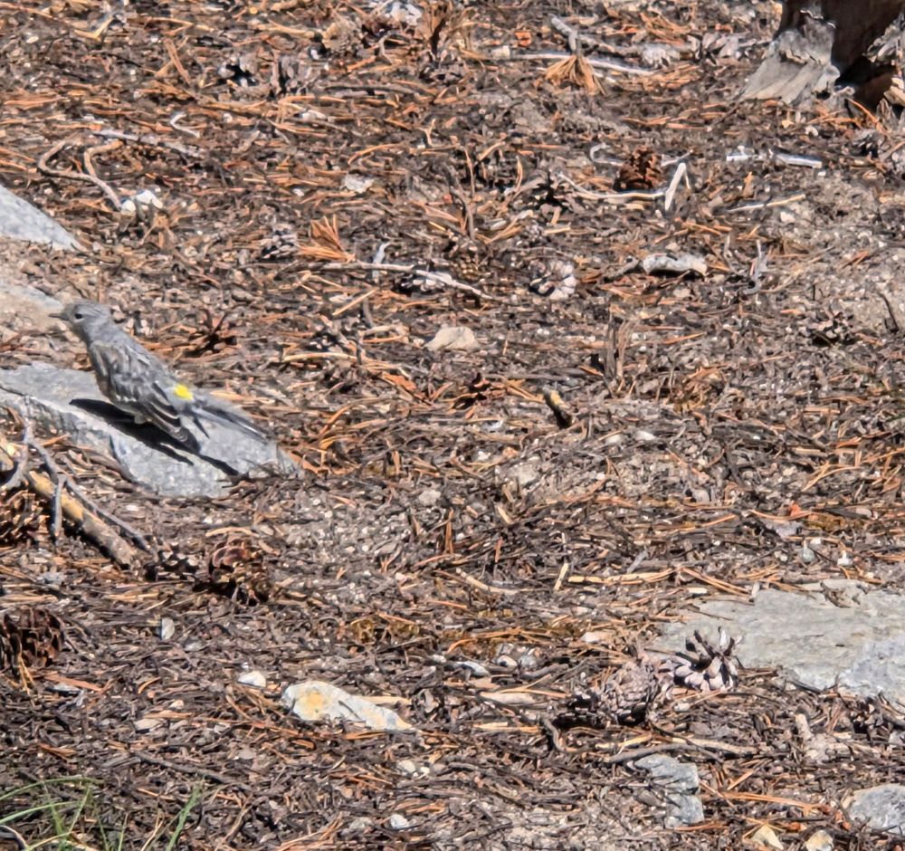 Yellow-rumped Warbler, Emerald Lake Trail, Mammoth Lakes, Inyo National Forest, August 10, 2025.

More flora and photos:

https://www.inaturalist.org/observations?place_id=any&user_id=dgrimmphd&verifiable=any

#Bird
#Birds
#Nature
#Wildlife
#BirdsUS
#Warbler
#Warblers
#YellowrumpedWarbler
#EmeraldLakeTrail
#MammothLakes
#InyoNationalForest