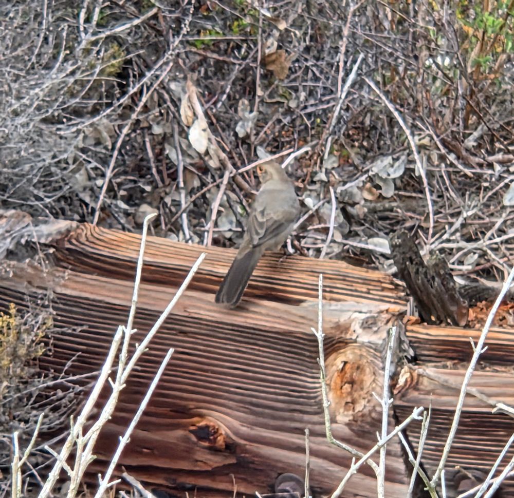 California Towhee, Torrey Preserve, Torrey Pines State Beach, Torrey Pines, San Diego, August 28, 2025. More flora and photos: https://www.inaturalist.org/observations?place_id=any&user_id=dgrimmphd&verifiable=any #Bird #Birds #Nature #Wildlife #BirdsUS #Towhee #Towhees #CaliforniaTowhee #TorreyPreserve #TorreyPinesStateBeach #LaJolla #SanDiego