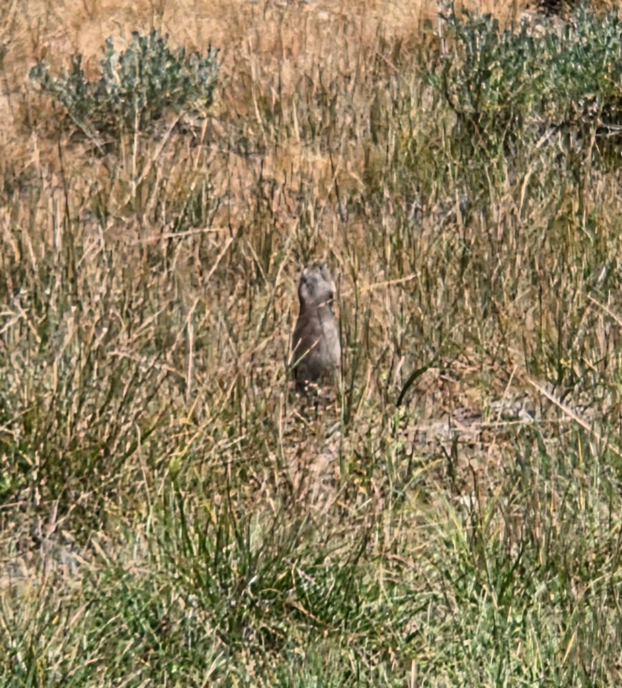 Belding's Ground Squirrel, Yosemite National Park, Inyo National Forest, August 9, 2025.

More flora and fauna photos:

https://www.inaturalist.org/observations?place_id=any&user_id=dgrimmphd&verifiable=any

#Mammal
#Mammals
#Nature
#Wildlife
#Squirrel
#Squirrels
#BeldingsGroundSquirrel
#InyoNationalForest
#YosemiteNationalPark